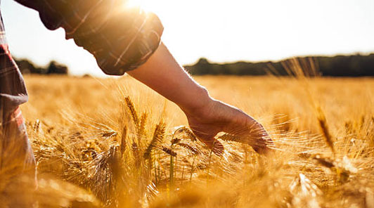 Grain Handling Solutions