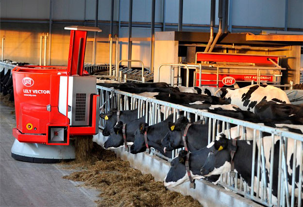 Cows eating hay while Lely vector distributes hay