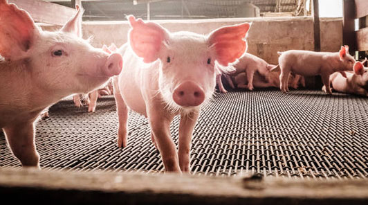 Swine Producer Solutions